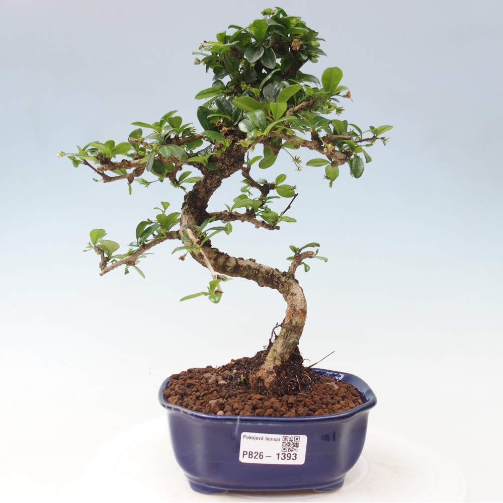 Room bonsai - Carmona macrophylla - Tea fuki