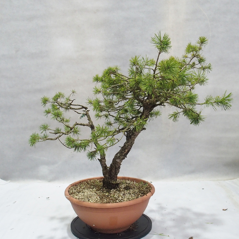 Yamadori - Pinus sylvestris 