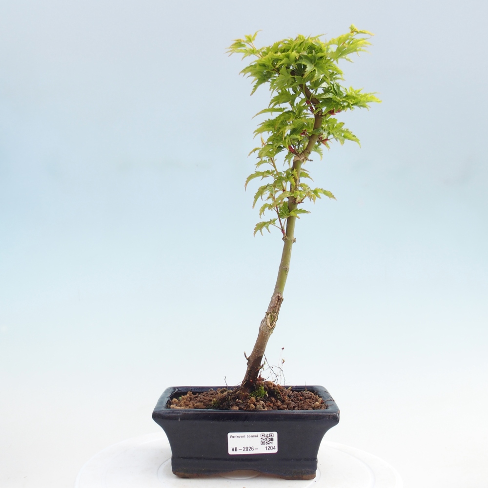 Outdoor bonsai -Javor palm Acer palmatum Shishigashira