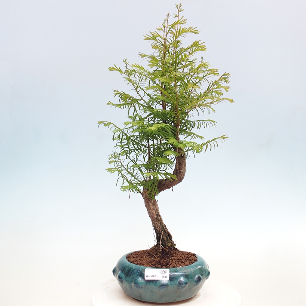 Outdoor bonsai - Metasequoia glyptostroboides - Chinese Metasequoia