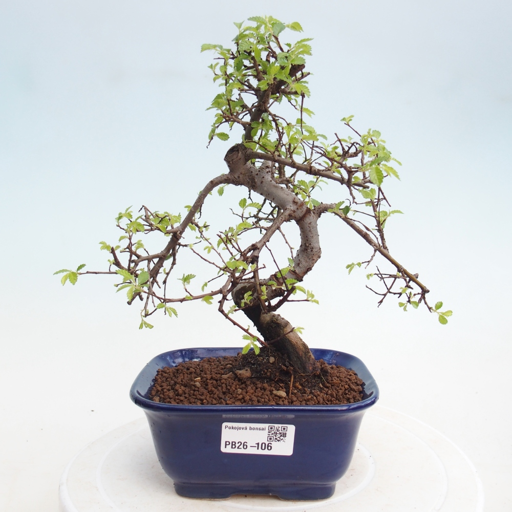Room bonsai - Ulmus parvifolia - Small-leaved elm