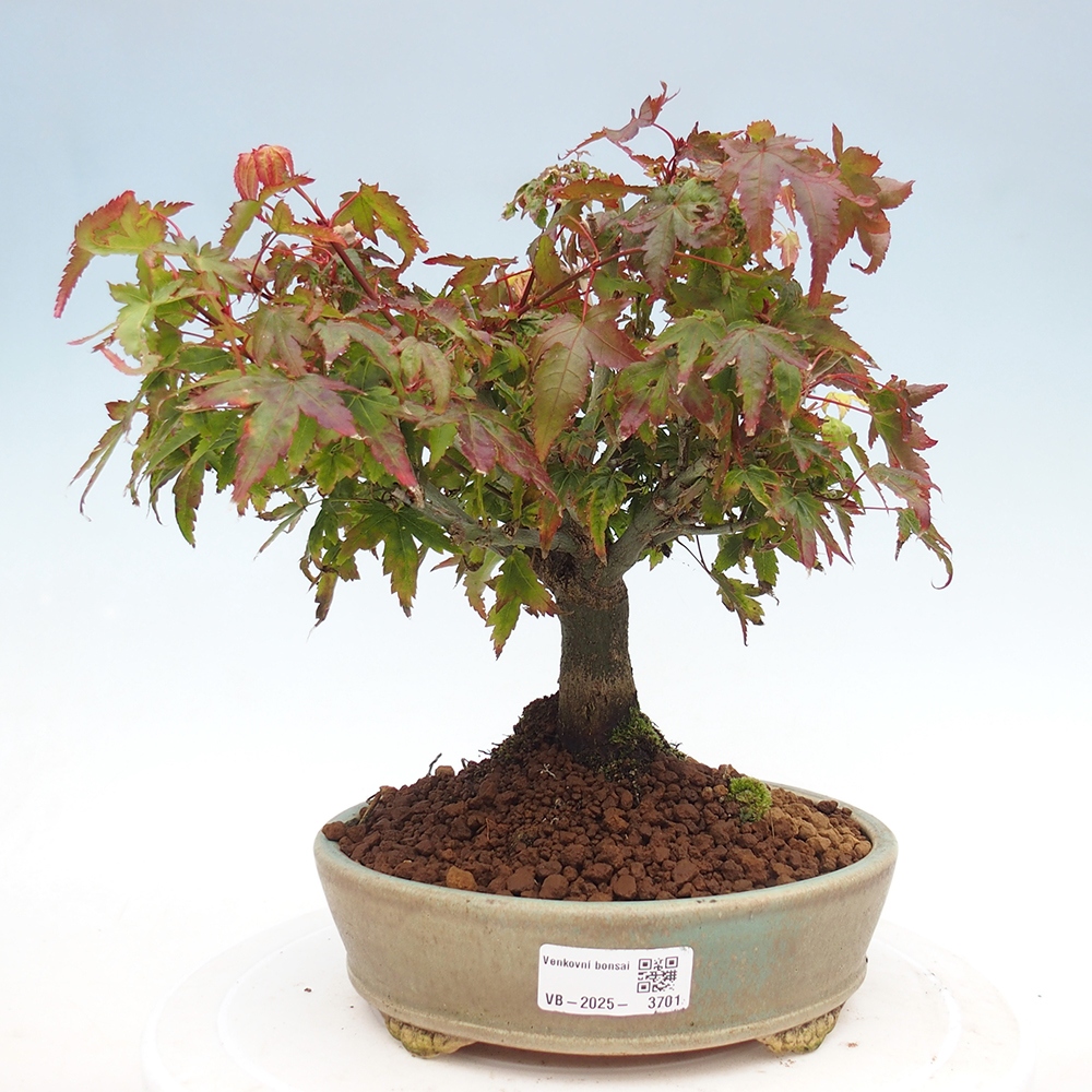 Acer palmatum KIOHIME - Palmetto maple
