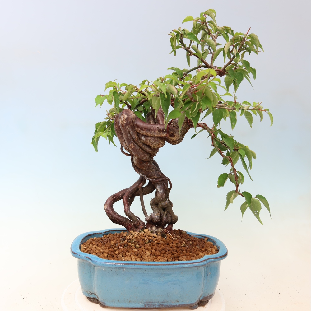 Outdoor Bonsai - Japanese Apricot - Prunus Mume
