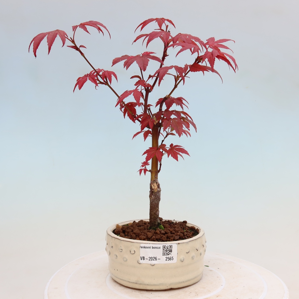 Outdoor bonsai - Acer palm. Atropurpureum-Javor palmate