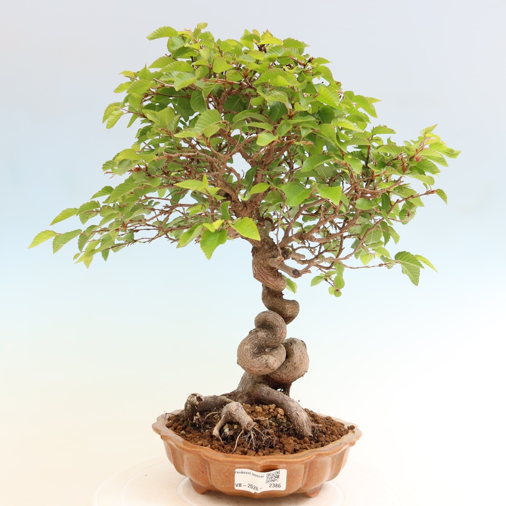 Outdoor bonsai -Carpinus coreana - Korean Hornbeam