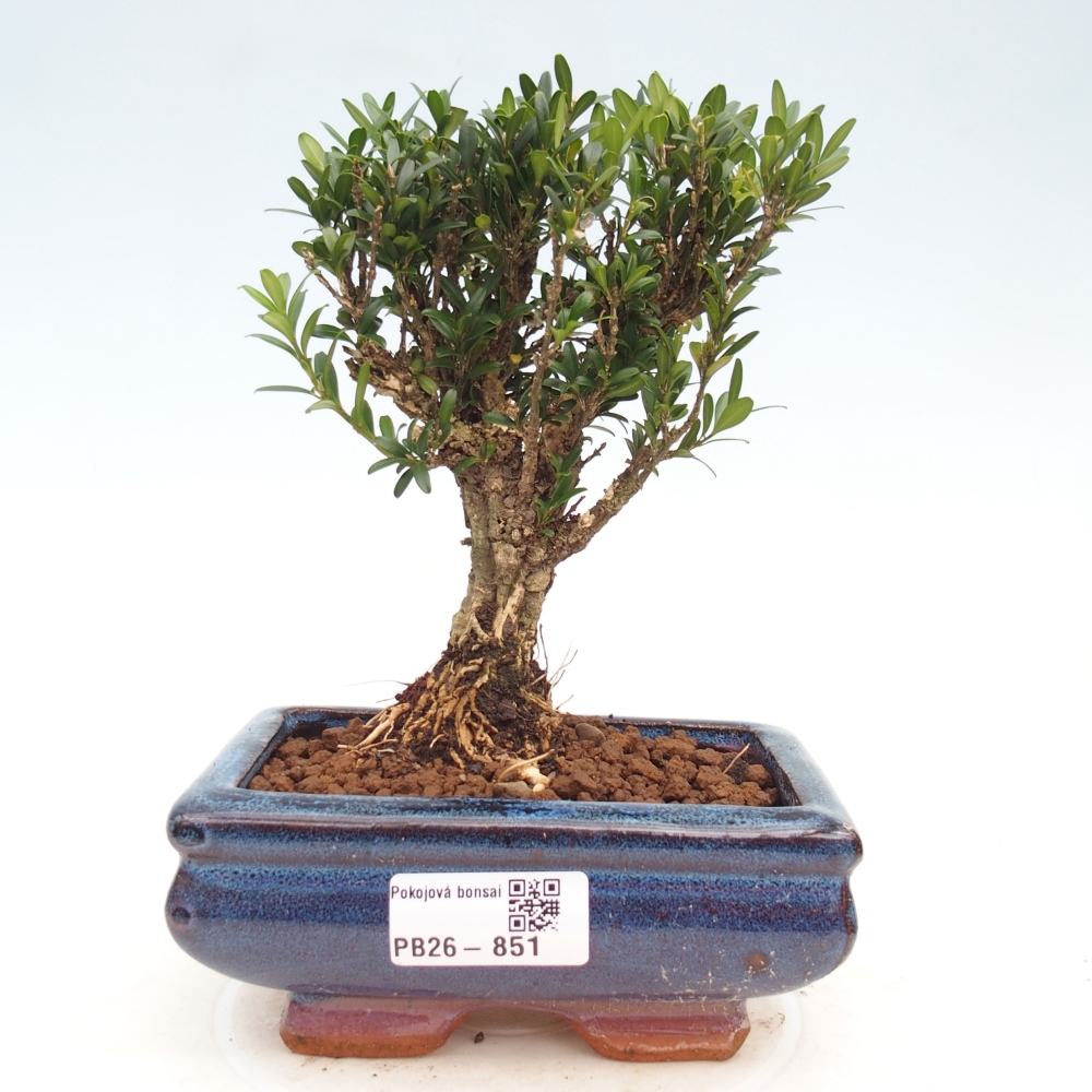 Room bonsai - Buxus harlandii - cork buxus