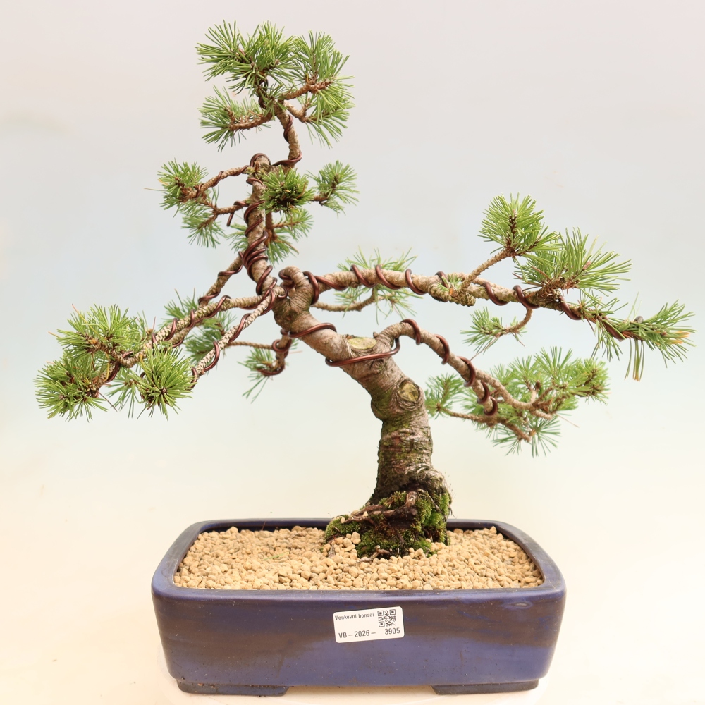 Outdoor Bonsai - Pinus mugo Humpy  - Mountain Pine