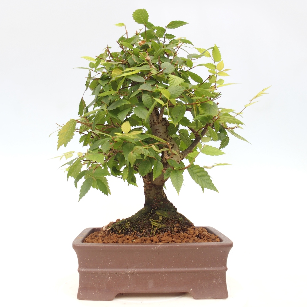 Outdoor bonsai - Zelkova - Zelkova serrata