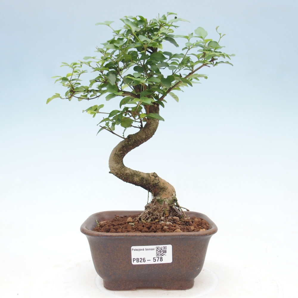 Room bonsai -Ligustrum chinensis - Birds Beak