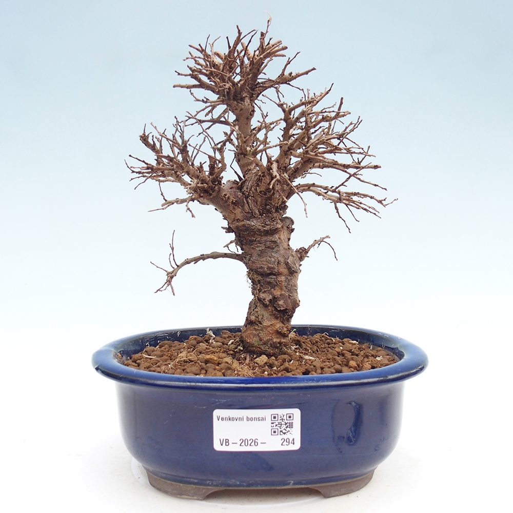 Outdoor bonsai - Zelkova - Zelkova NIRE