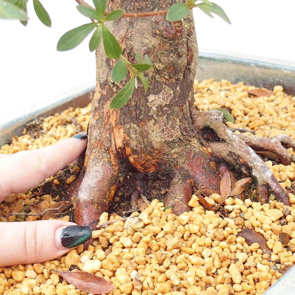 Outdoor bonsai - Japanese azalea - Azalea satsuki