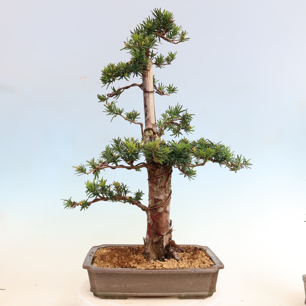 Outdoor Bonsai - Taxus cuspidata  - Japanese Yew