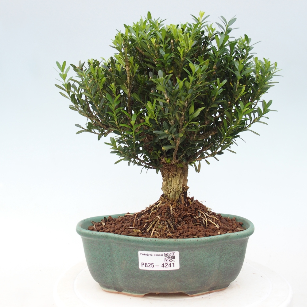 Room bonsai - Buxus harlandii - cork buxus