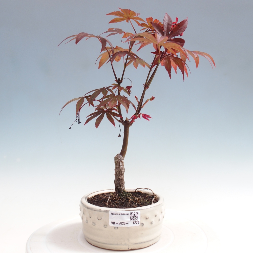 Outdoor bonsai - Acer palm. Atropurpureum-Javor palmate