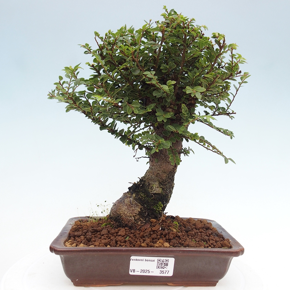 Outdoor bonsai - Ulmus parvifolia Hokkaido - Chinese elm