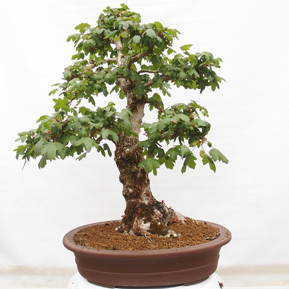 Outdoor bonsai - Baby maple - Acer campestre