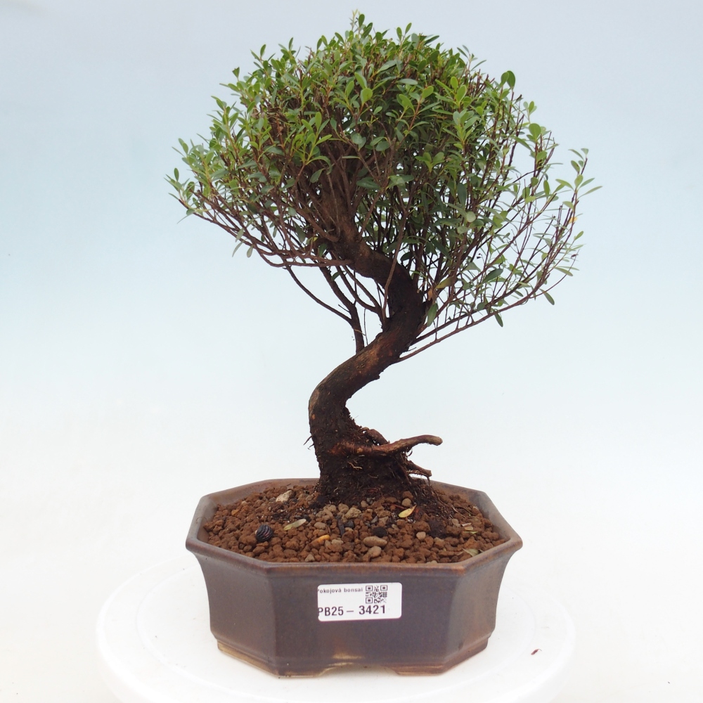 Room bonsai - Syzygium - Pimento