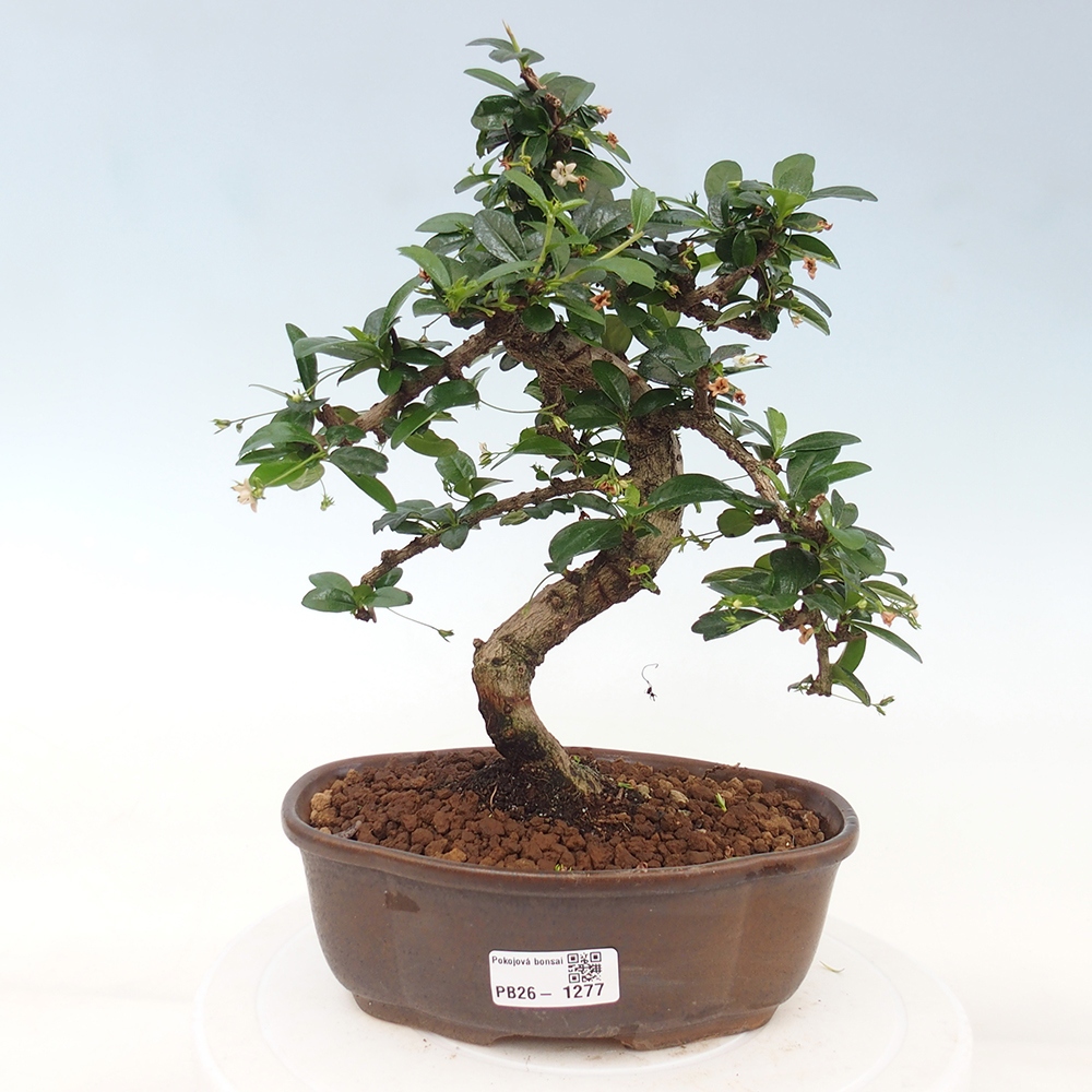 Room bonsai - Carmona macrophylla - Tea fuki