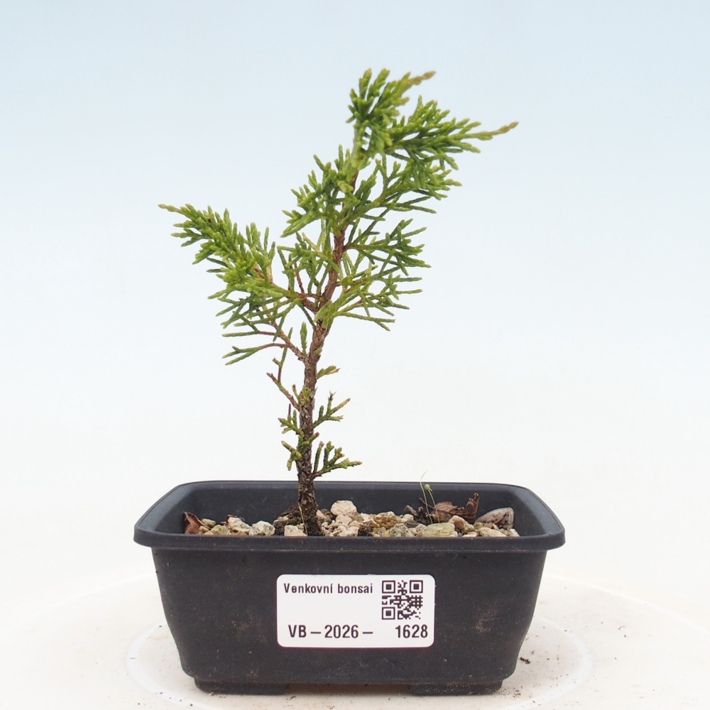 Outdoor bonsai - Juniperus chinensis Itoigawa