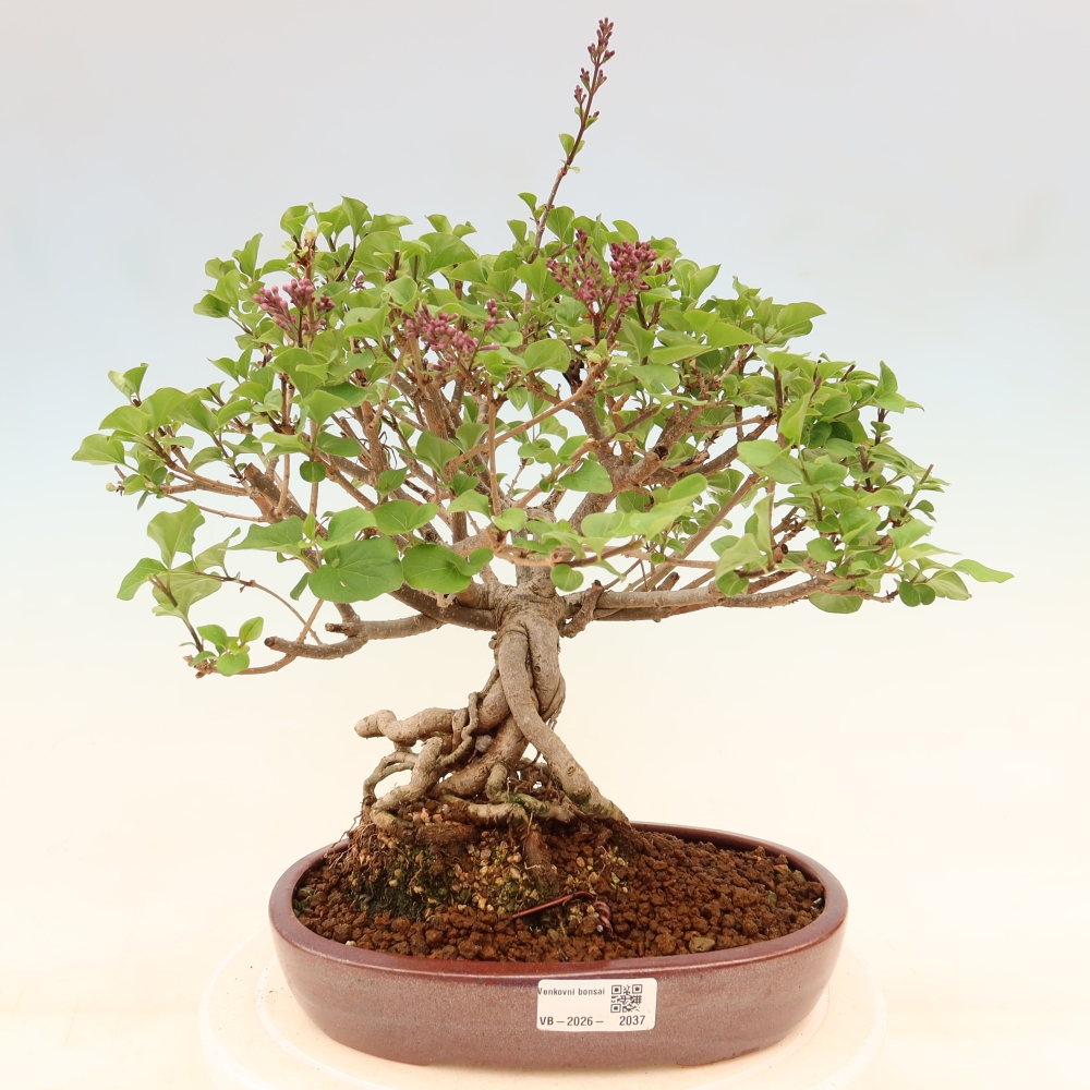 Outdoor bonsai - Syringa microphylla - small-flowered lilac