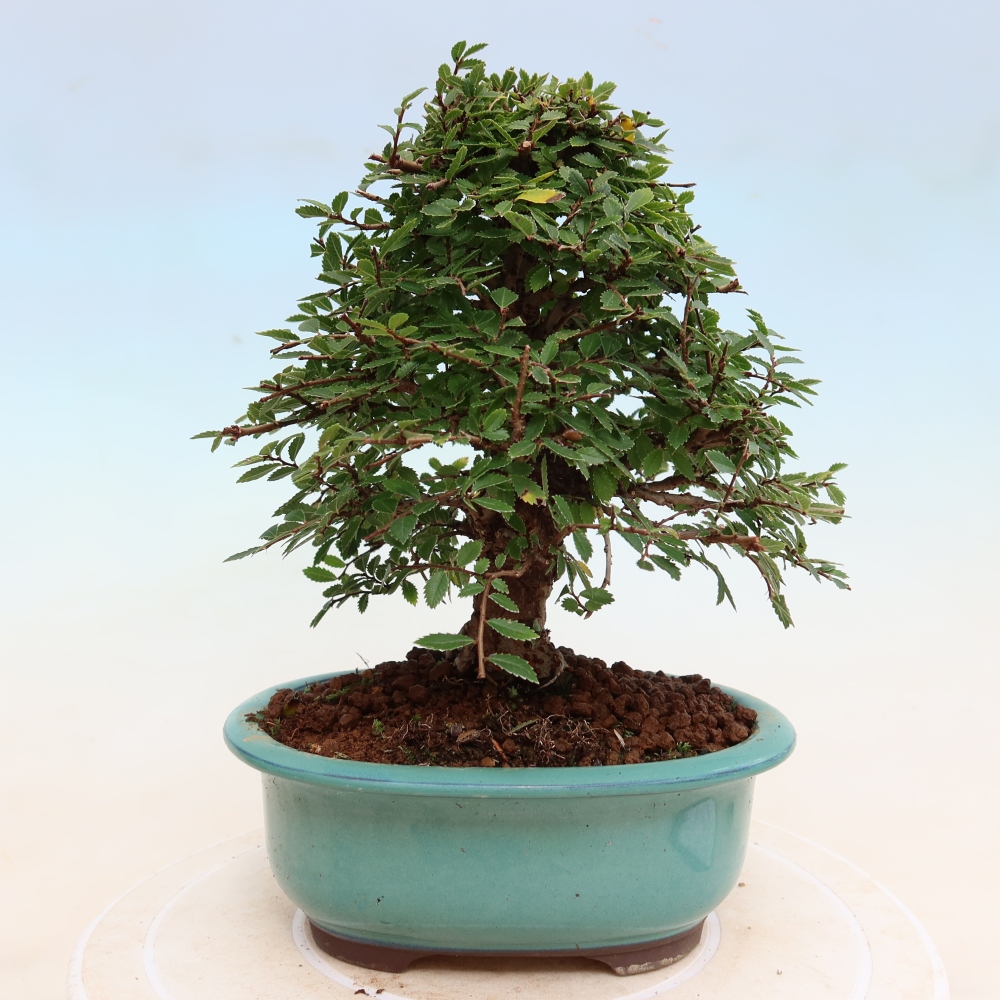 Outdoor bonsai - Zelkova - Zelkova NIRE