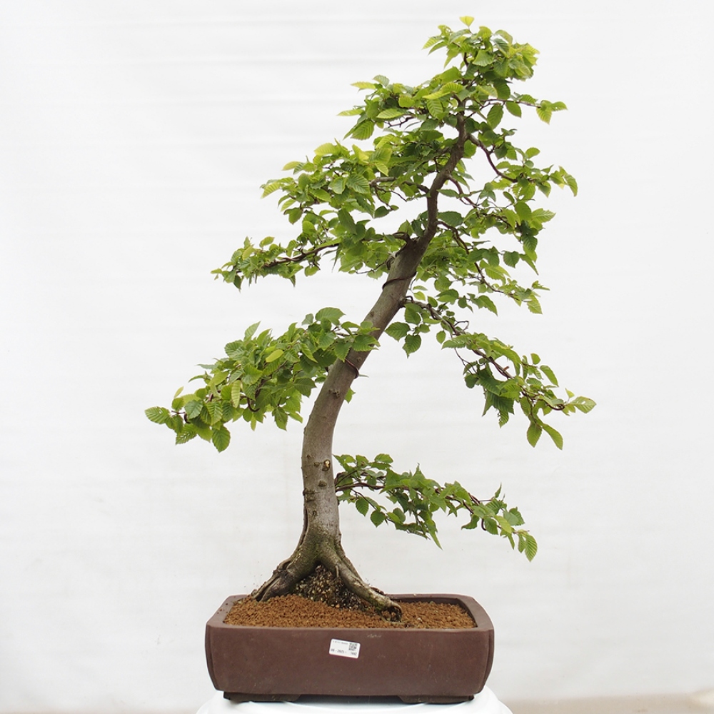 Outdoor bonsai - Hornbeam - Carpinus betulus
