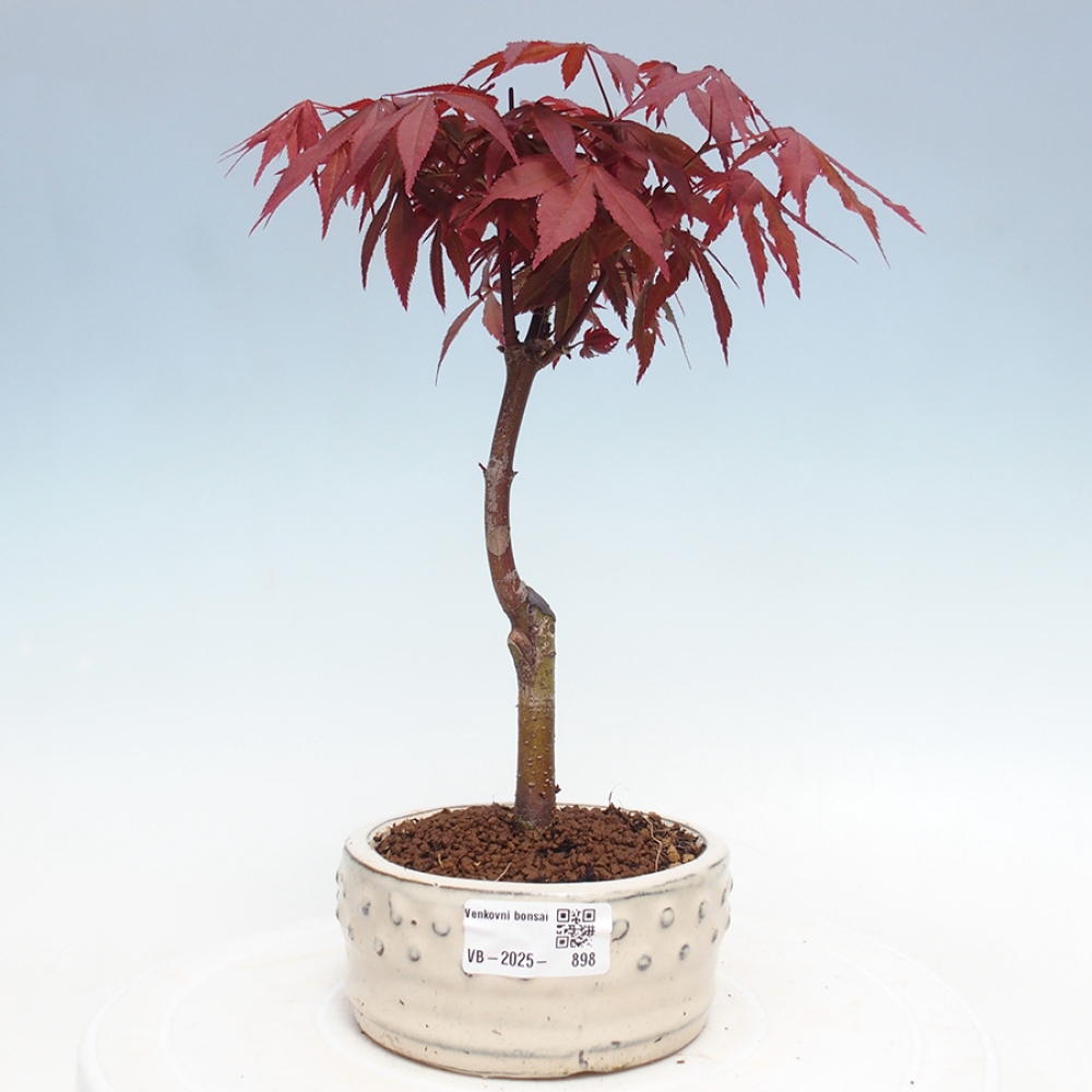 Outdoor bonsai - Acer palm. Atropurpureum-Palmleaf Maple