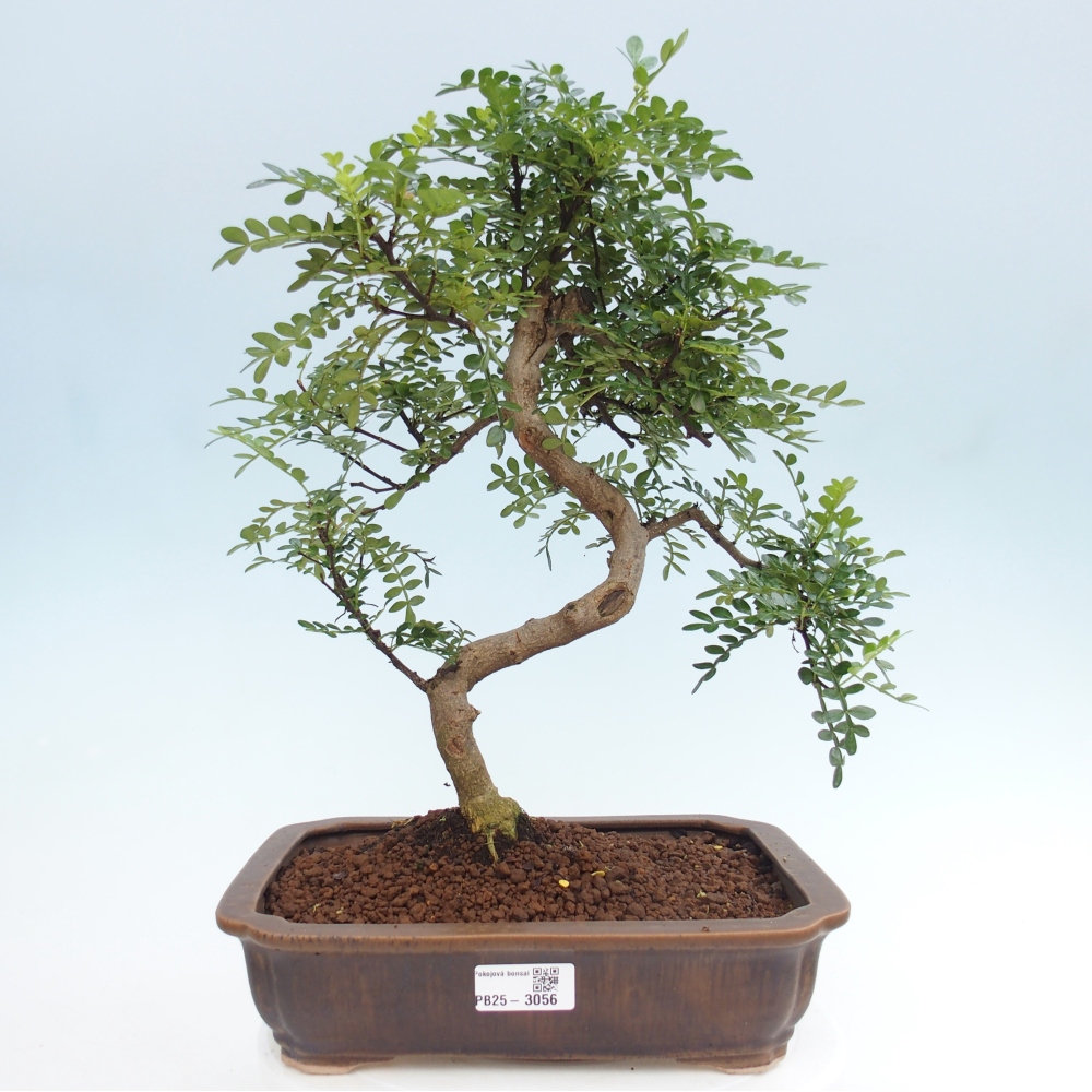 Indoor bonsai - Zantoxylum piperitum - pepper tree