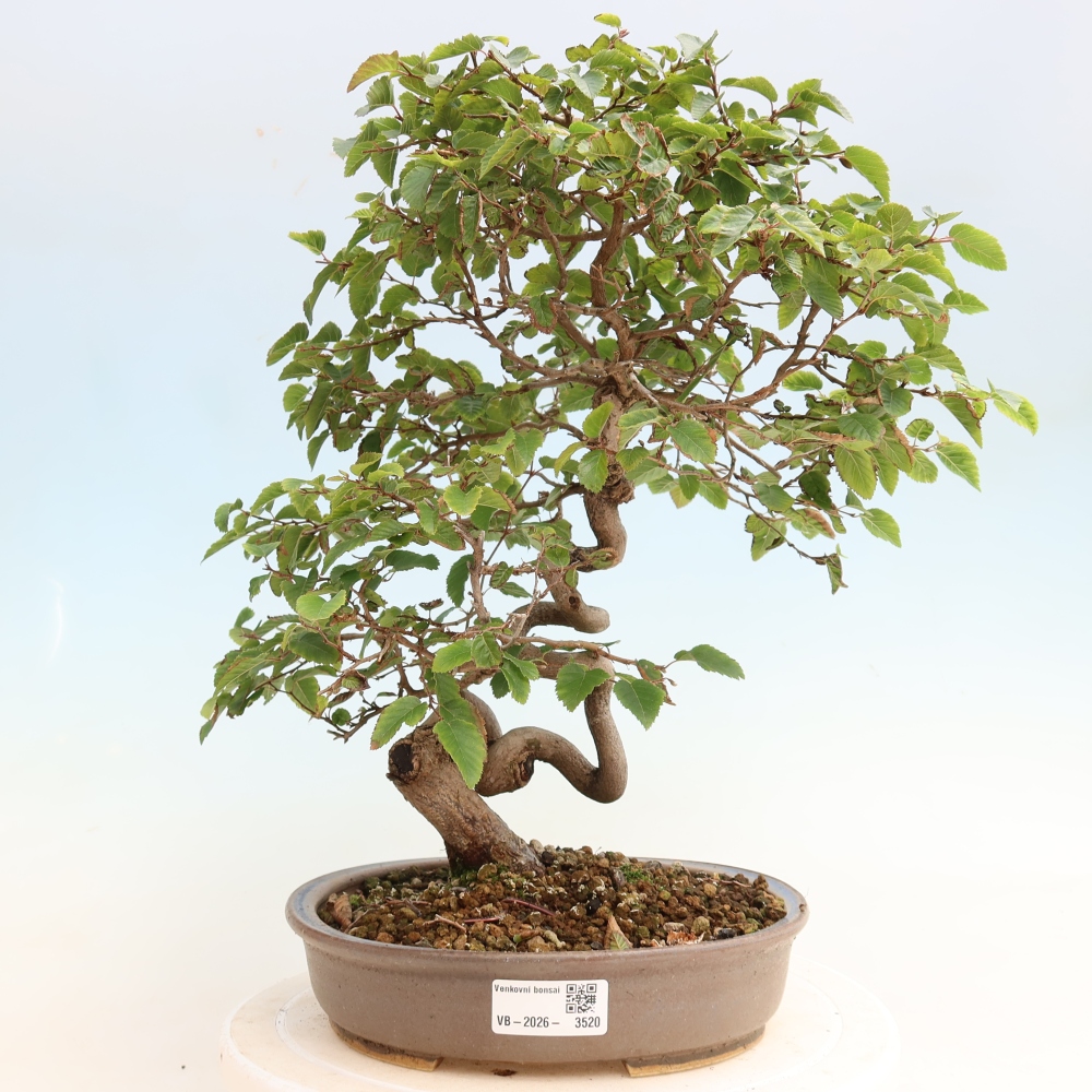 Outdoor bonsai -Carpinus CARPINOIDES - Korean Hornbeam