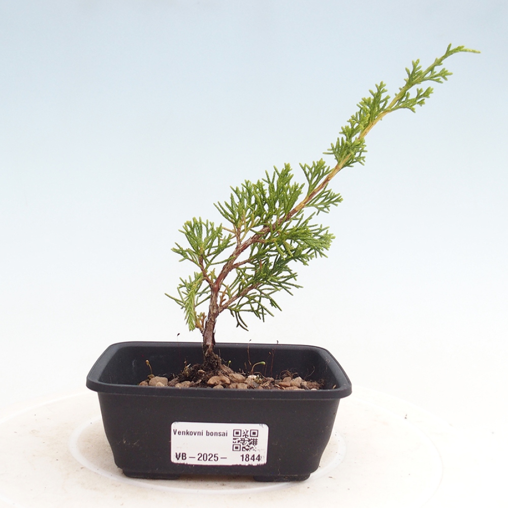 Outdoor bonsai - Juniperus chinensis Itoigawa - Chinese juniper