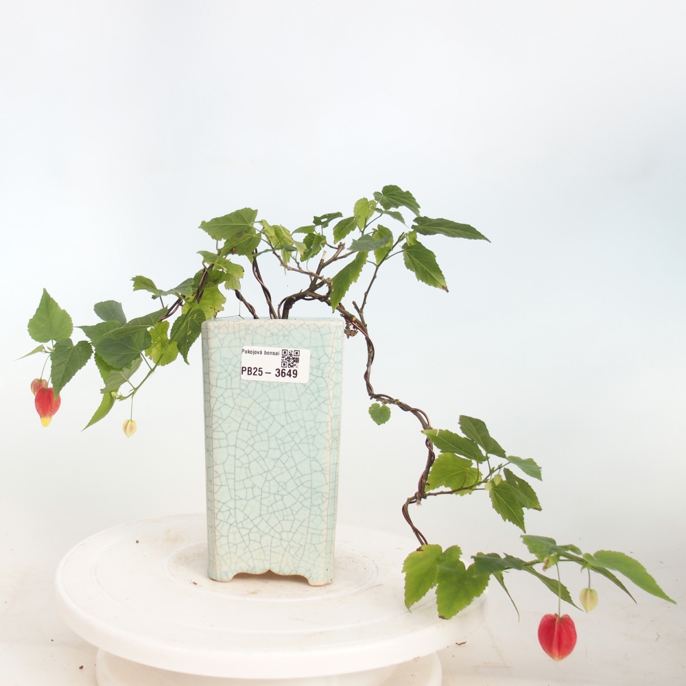 Indoor bonsai - Abutilon Big Bell - Cloudberry
