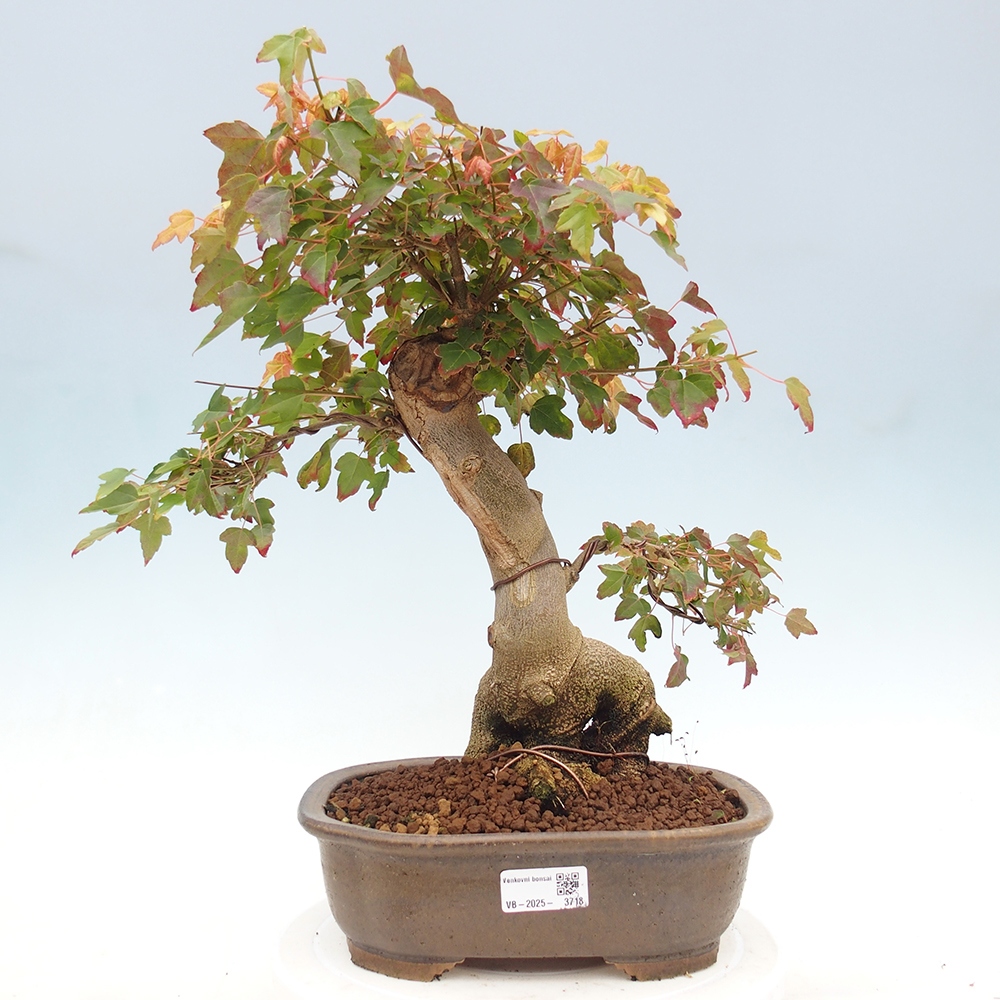 Outdoor bonsai - Maple Buergerianum - Burger Maple