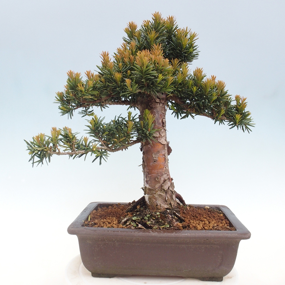 Outdoor bonsai - Taxus cuspidata - Japanese yew