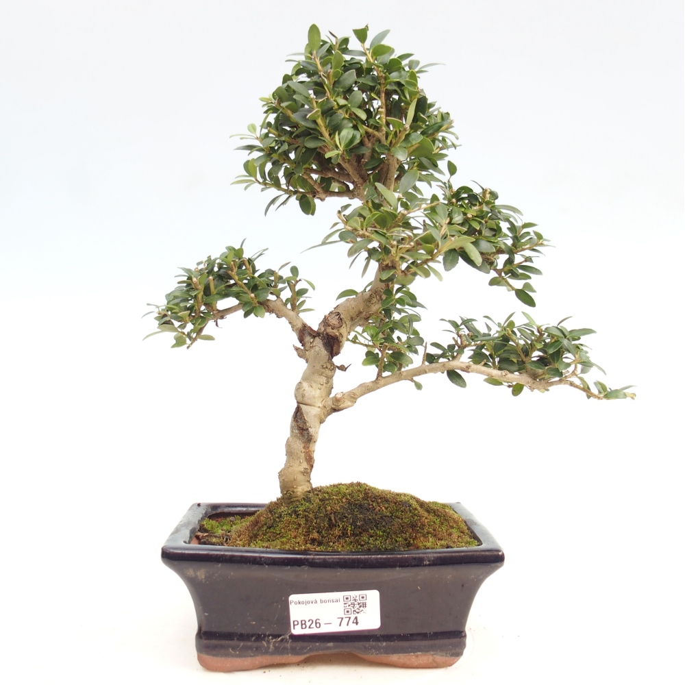 Room bonsai - Ilex crenata - Holly