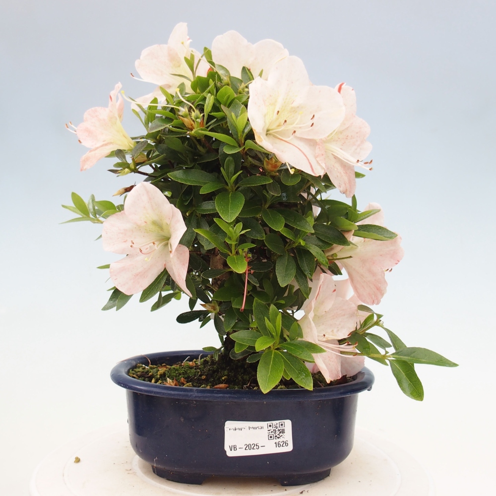 Outdoor bonsai - Japanese azalea - Azalea Asazakura