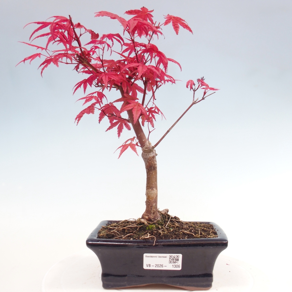Outdoor bonsai - Acer palmatum DESHOJO