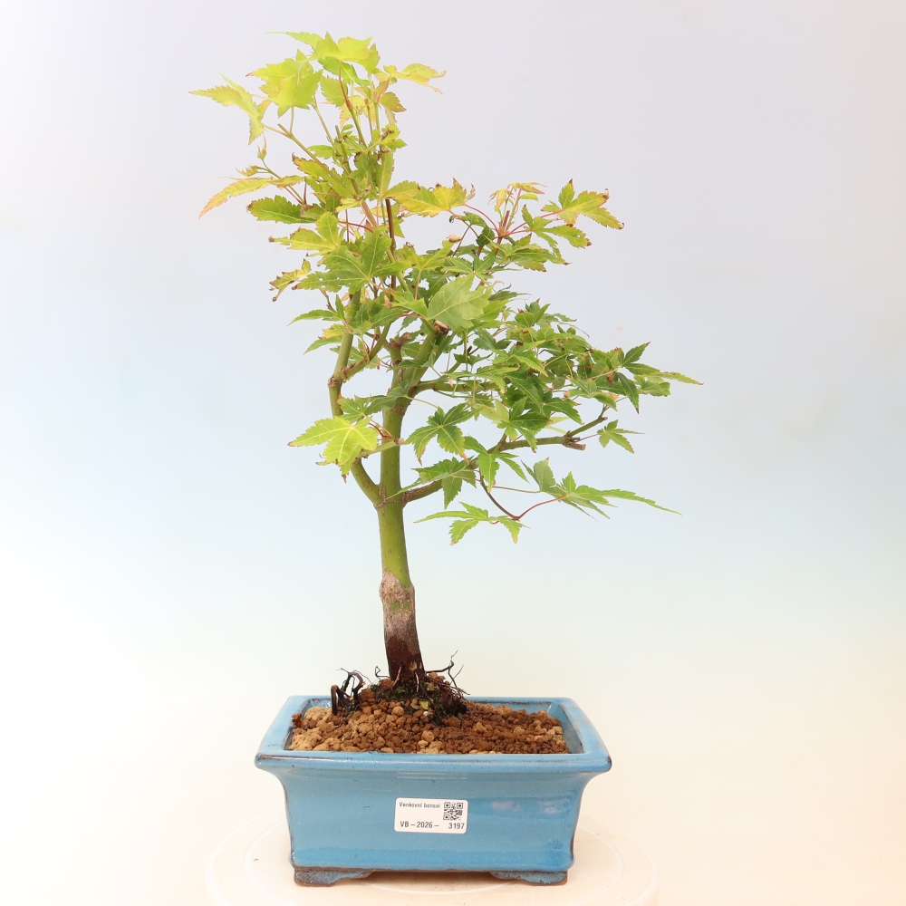 Acer palmatum Aureum - Golden Maple