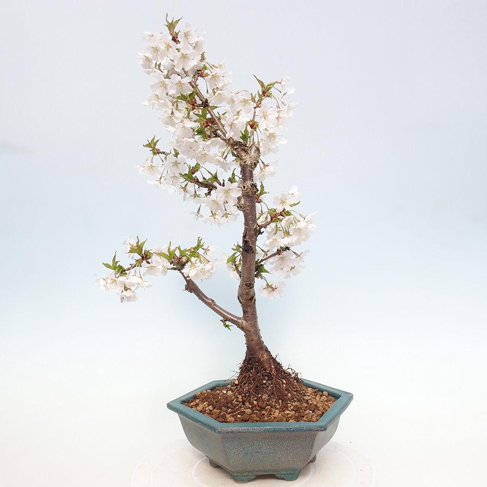Outdoor bonsai - Prunus incisa Kojou-no mai-Plivon cut out