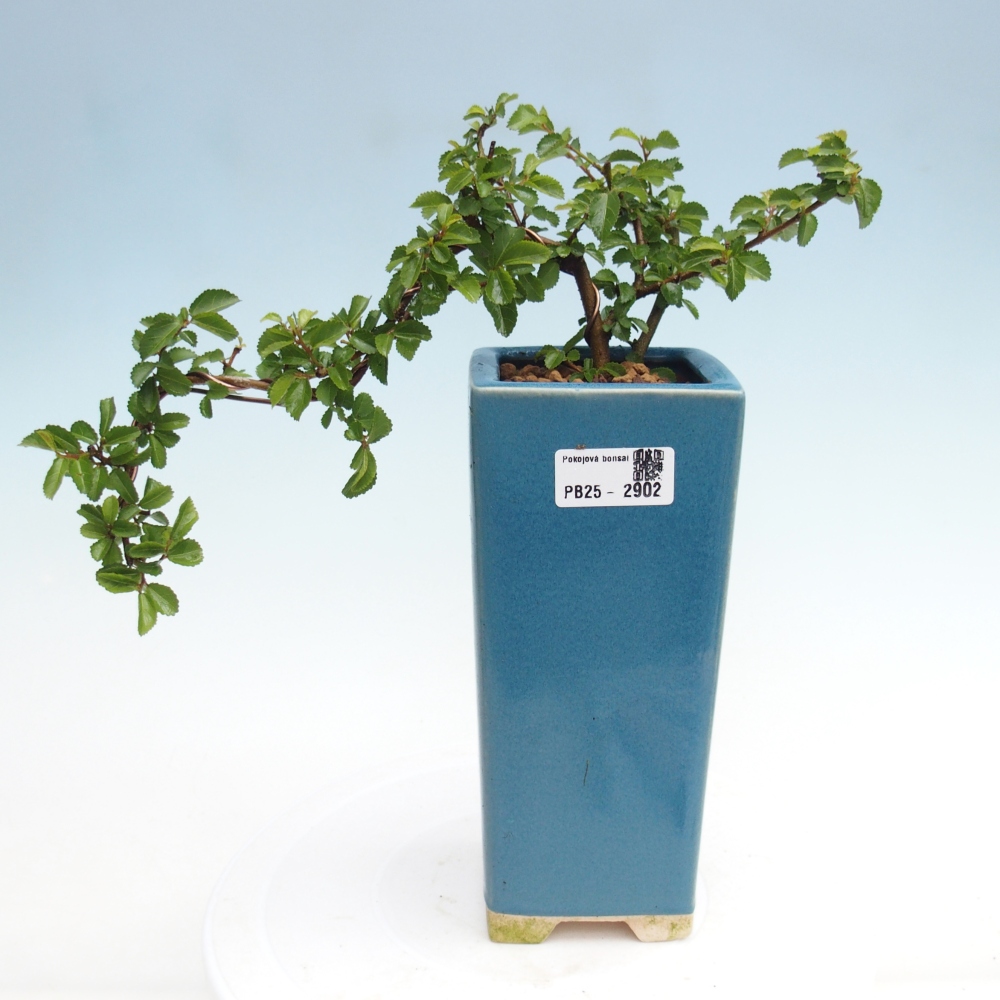 Indoor bonsai - Grewia occidentalis - Lavender star