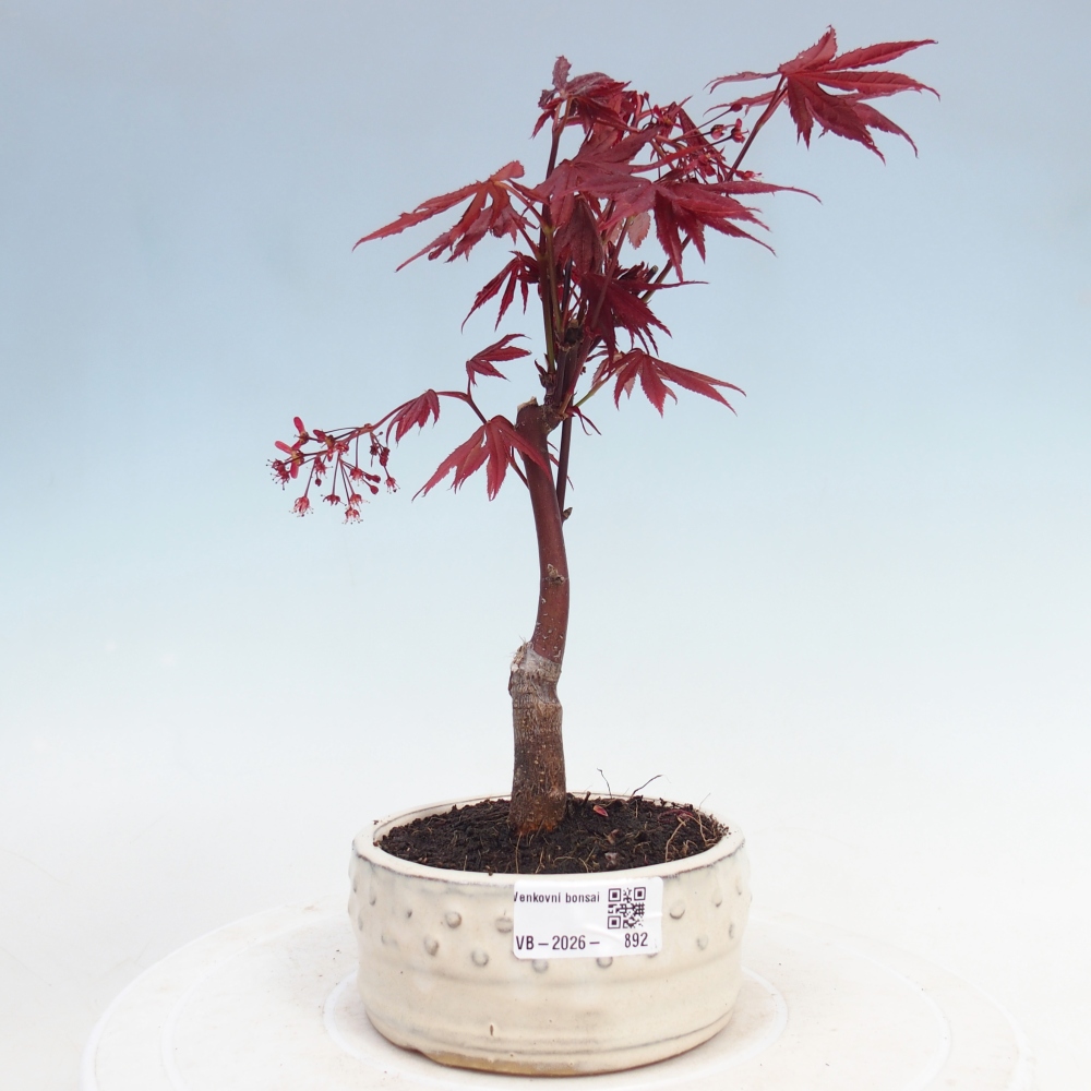 Outdoor bonsai - Acer palm. Atropurpureum-Palmleaf Maple