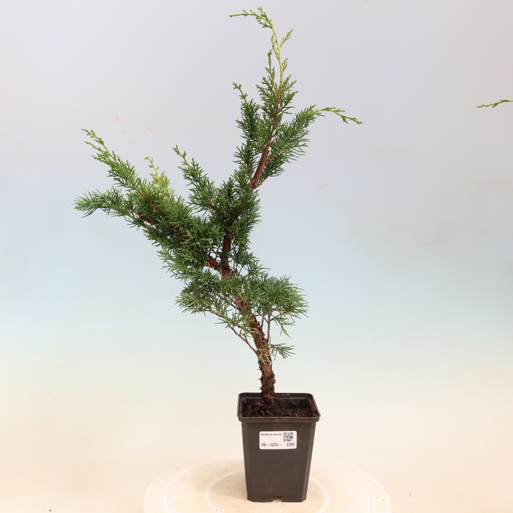 Outdoor bonsai - Juniperus chinensis Kishu