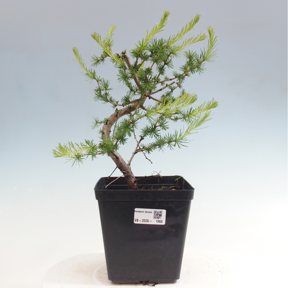 Outdoor bonsai -Larix decidua - Larch