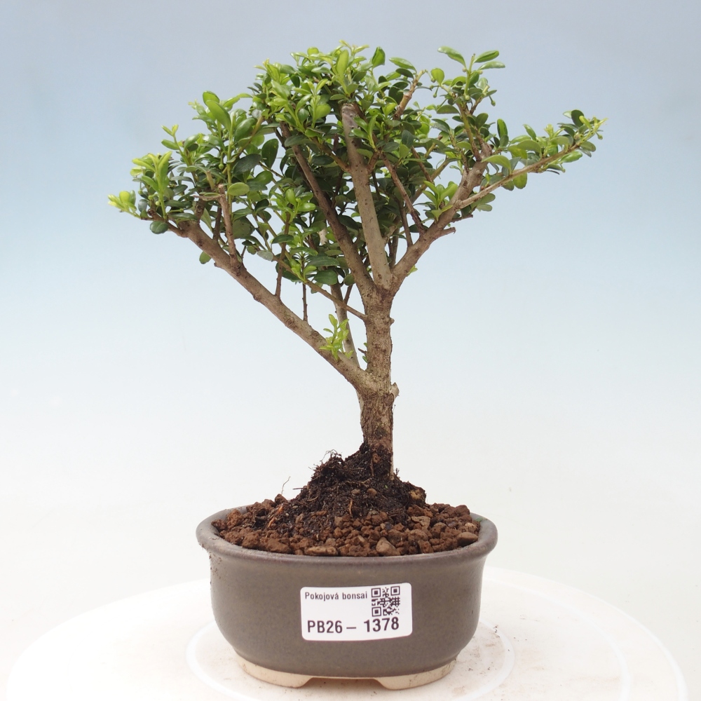 Room bonsai - Ilex crenata - Holly