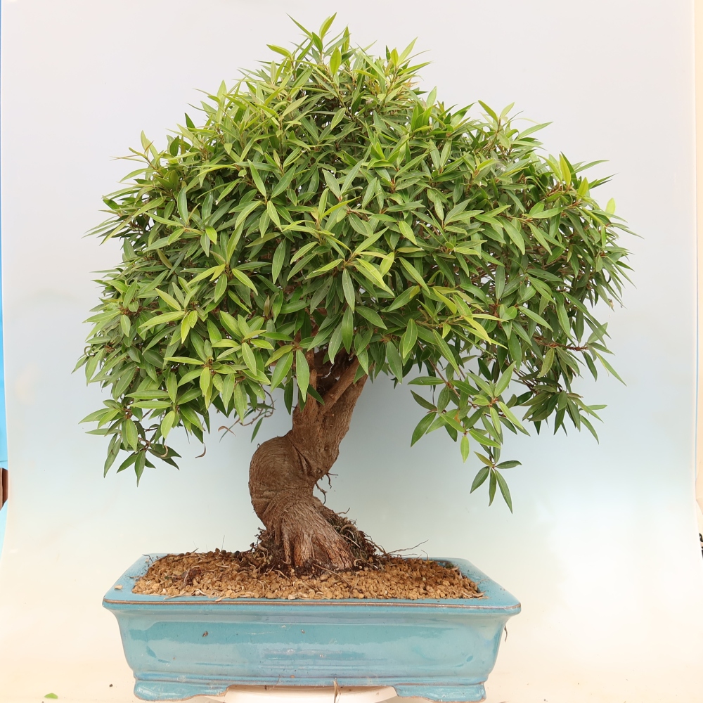 Room bonsai - Ficus nerifolia - small-leaved ficus