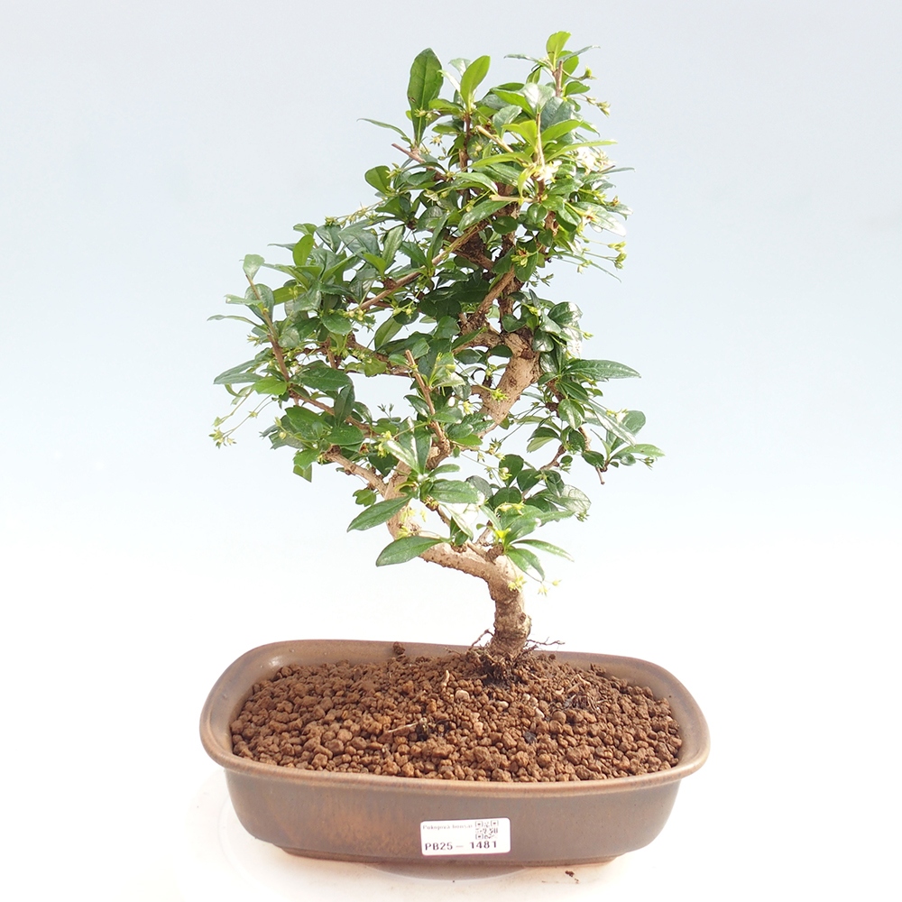 Room bonsai - Carmona macrophylla - Tea fuki