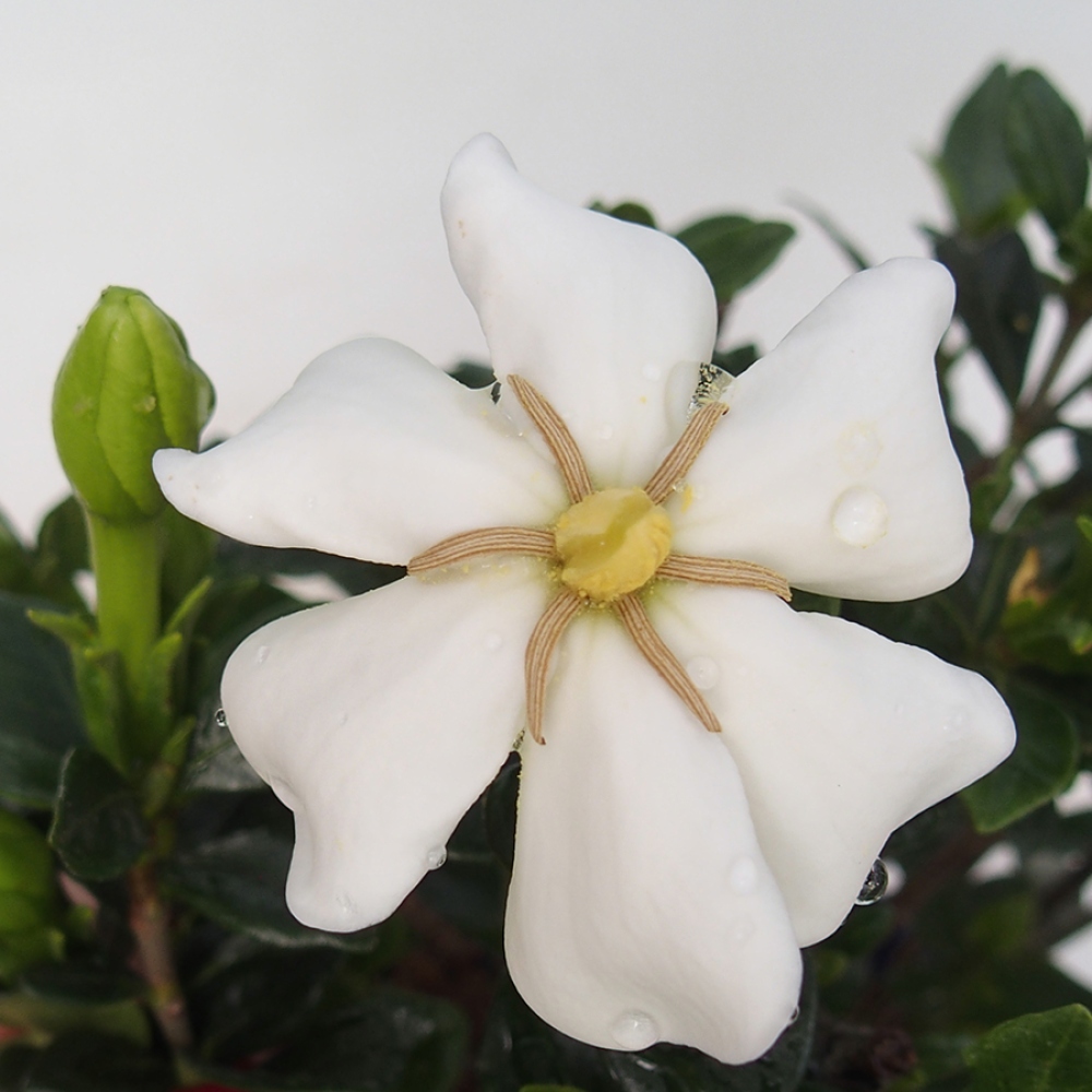 Indoor Bonsai - Gardenia jasminoides - Gardenia