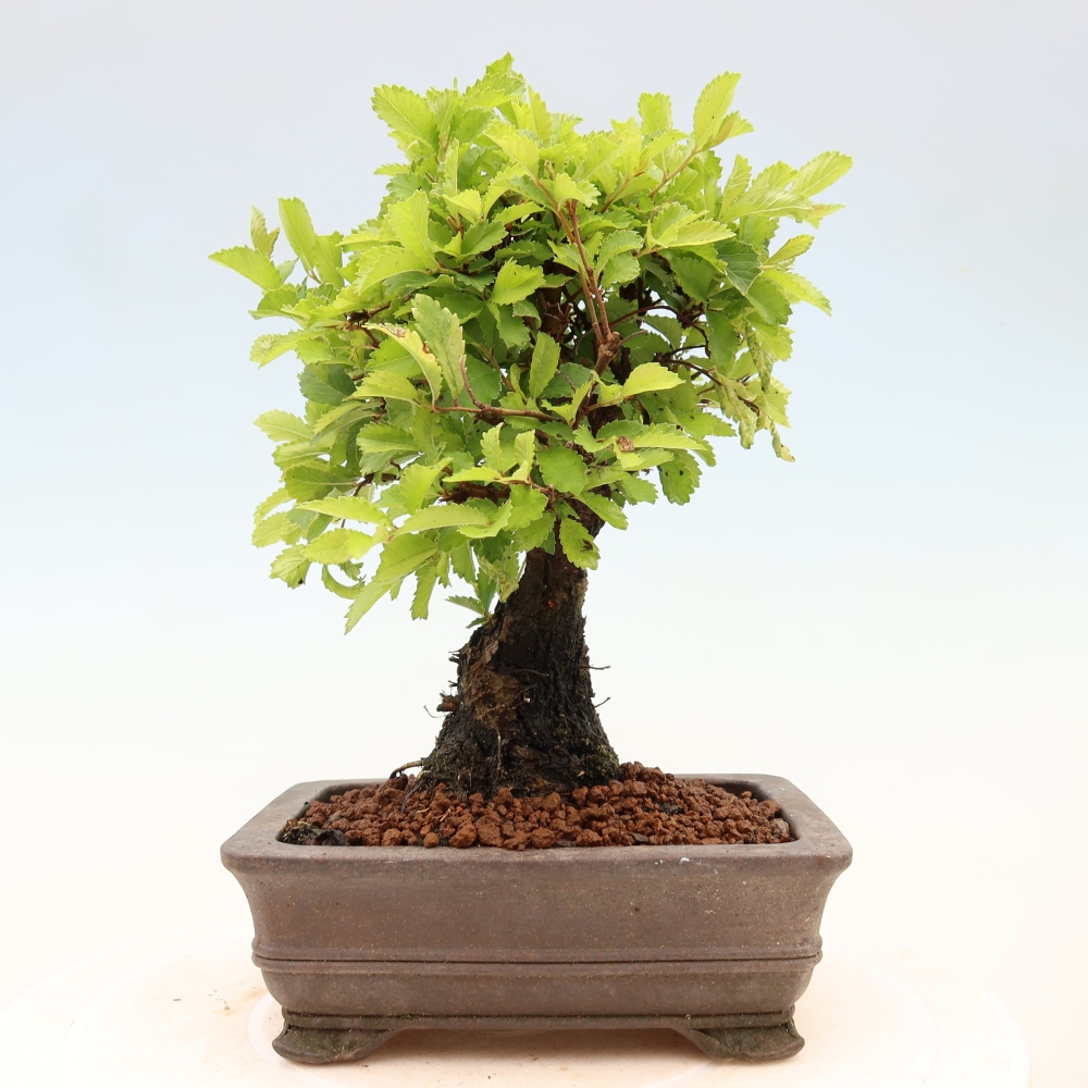 Outdoor bonsai - Zelkova - Zelkova NIRE