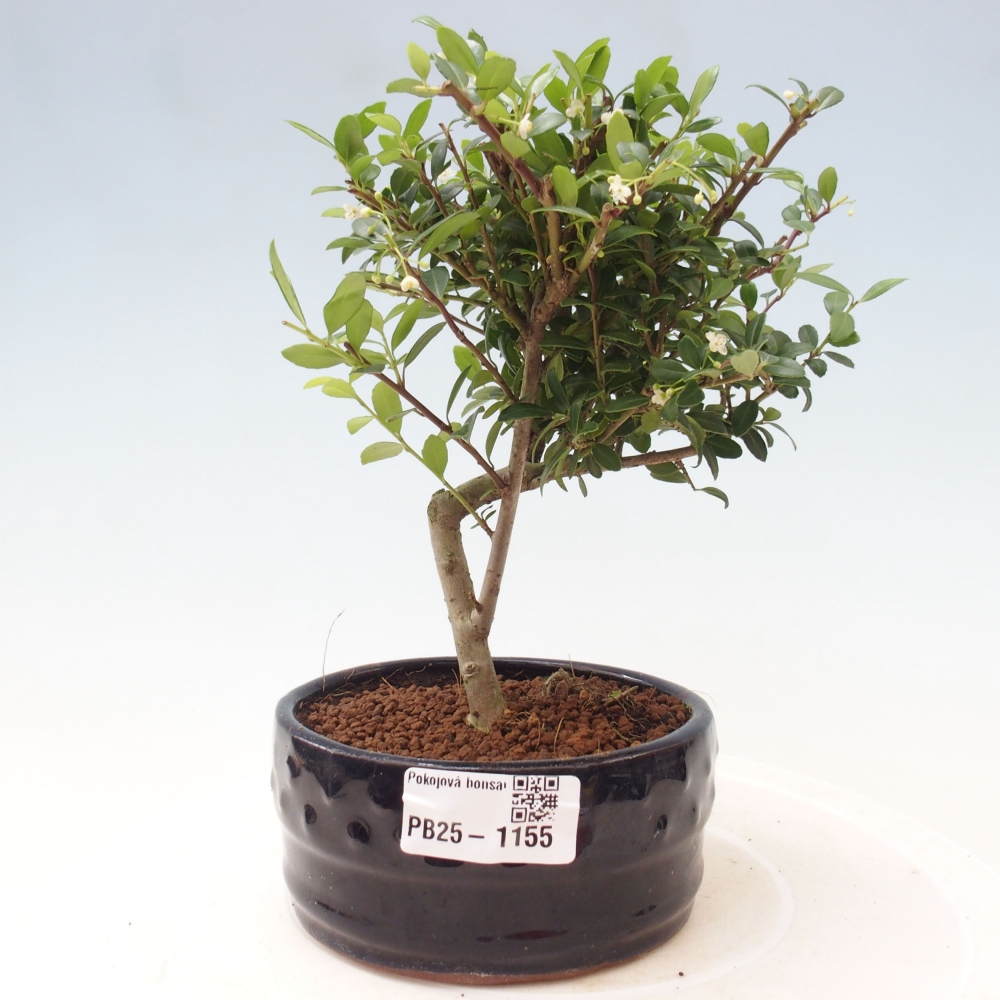 Indoor bonsai - Ilex crenata - Holly
