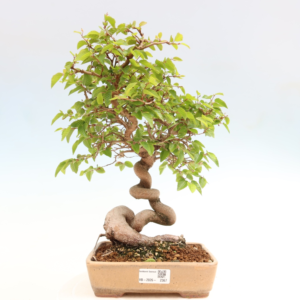 Outdoor bonsai -Carpinus coreana - Korean Hornbeam