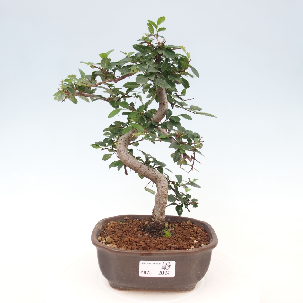 Room Malolistý elm bonsai